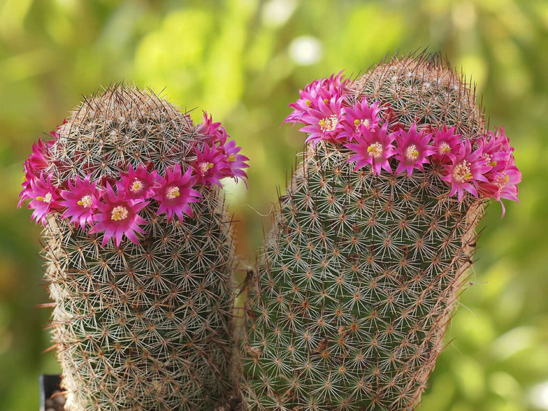 Mammillaria matudae (Thumb Cactus)