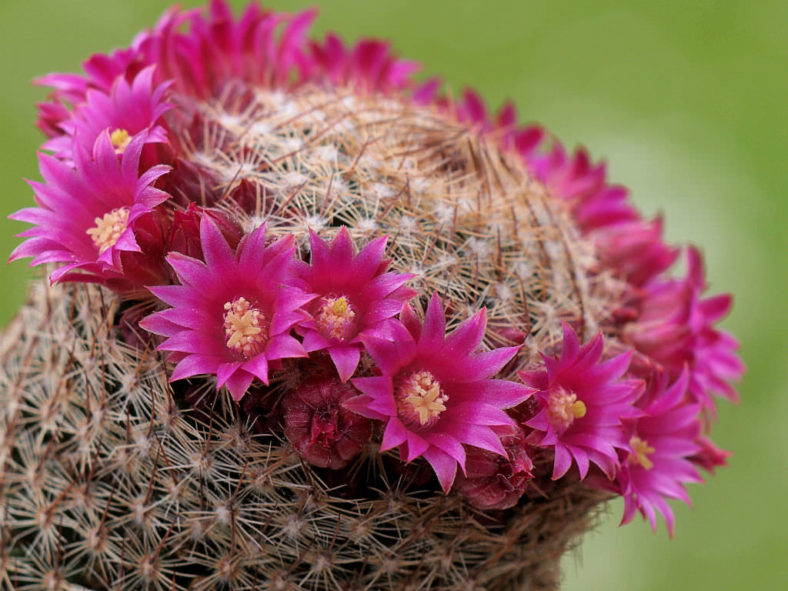 Mammillaria matudae (Thumb Cactus)