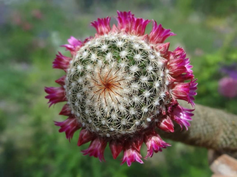 Mammillaria matudae (Thumb Cactus)