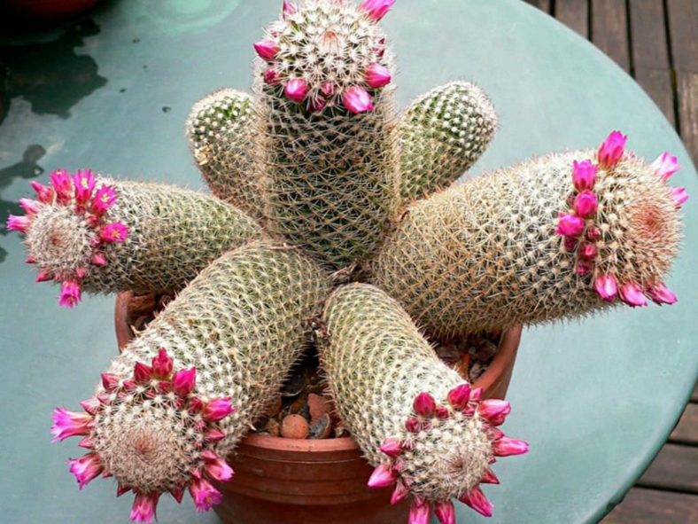 Mammillaria matudae (Thumb Cactus)