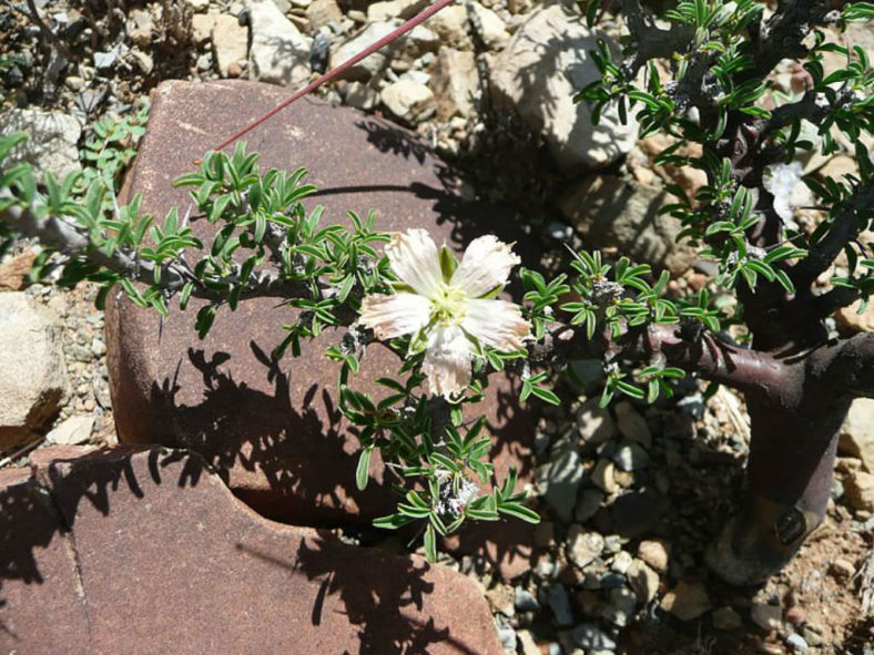 Monsonia camdeboensis (Candle Bush)