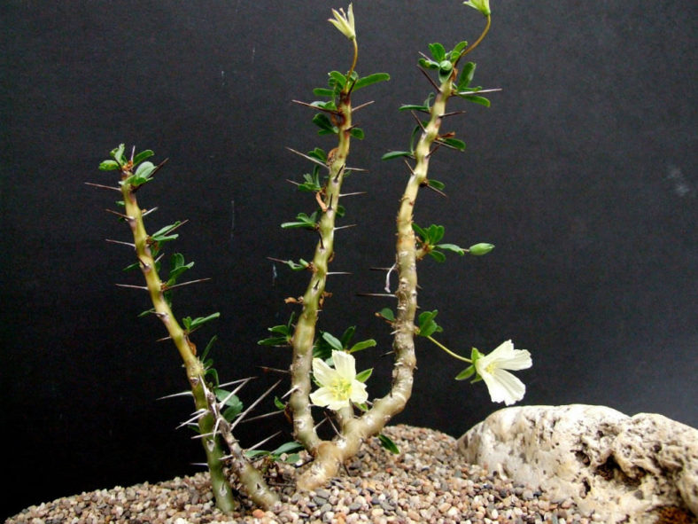Monsonia camdeboensis (Candle Bush)