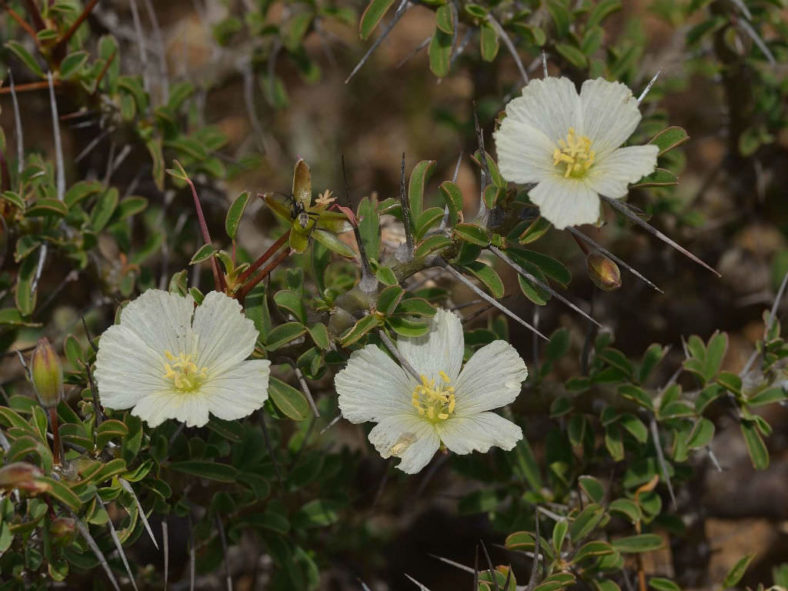 Monsonia camdeboensis (Candle Bush)