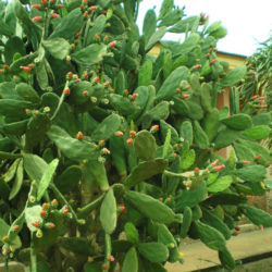 Opuntia cochenillifera (Cochineal Nopal Cactus) aka Nopalea cochenillifera
