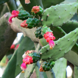 Opuntia cochenillifera (Cochineal Nopal Cactus) aka Nopalea cochenillifera