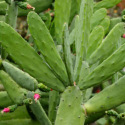 Opuntia cochenillifera (Cochineal Nopal Cactus) aka Nopalea cochenillifera