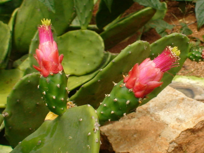 Nopalea cochenillifera (Cochineal Nopal Cactus)