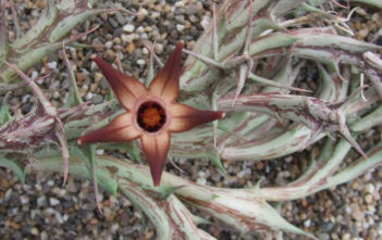 Orbea distincta Orbea distincta