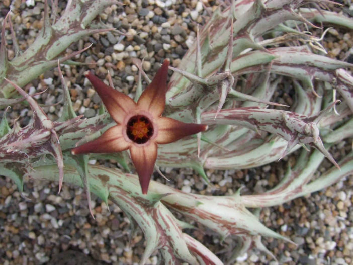 Orbea distincta