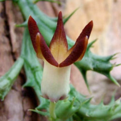Orbea distincta