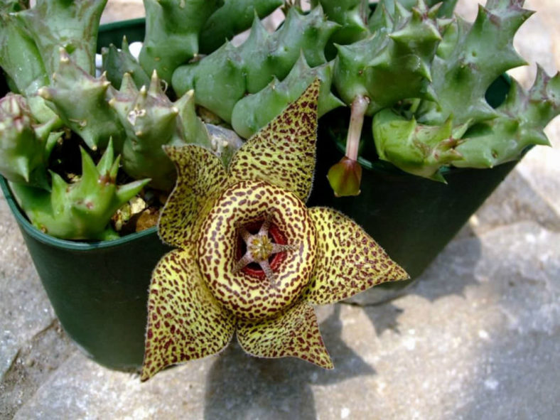 Orbea namaquensis (Namaqua Orbea)