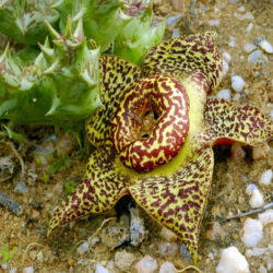 Orbea namaquensis (Namaqua Orbea)