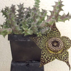 Orbea namaquensis (Namaqua Orbea)