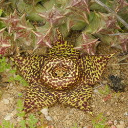 Orbea namaquensis (Namaqua Orbea)