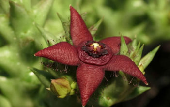 Orbea semota subsp. orientalis Orbea semota subsp. orientalis