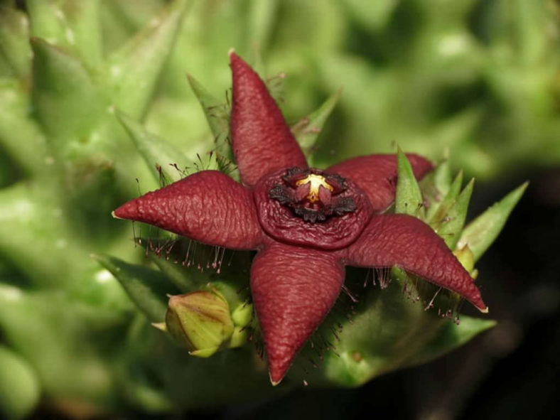 Orbea semota subsp. orientalis