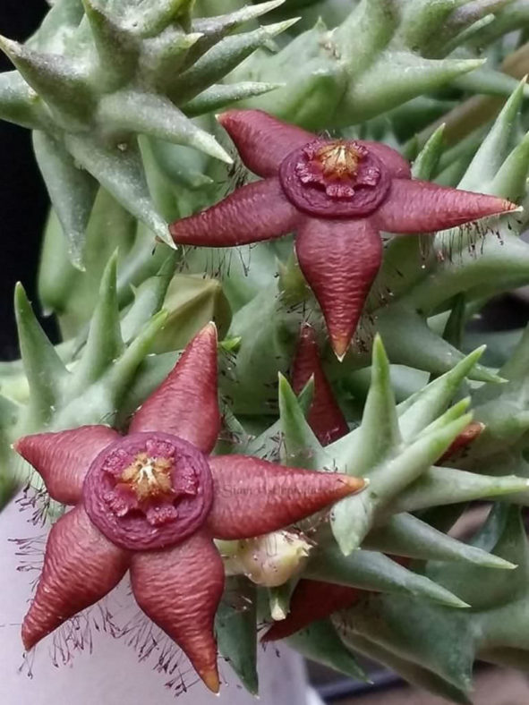 Orbea semota subsp. orientalis