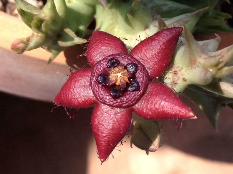 Orbea semota subsp. orientalis