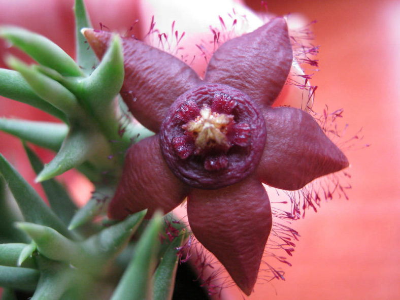 Orbea semota subsp. orientalis