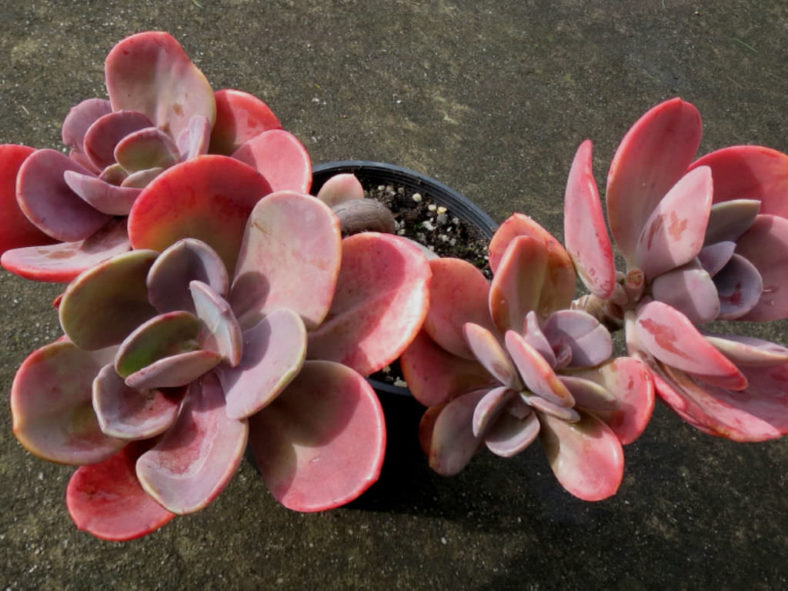 ×Pachyveria 'Myrtilla'