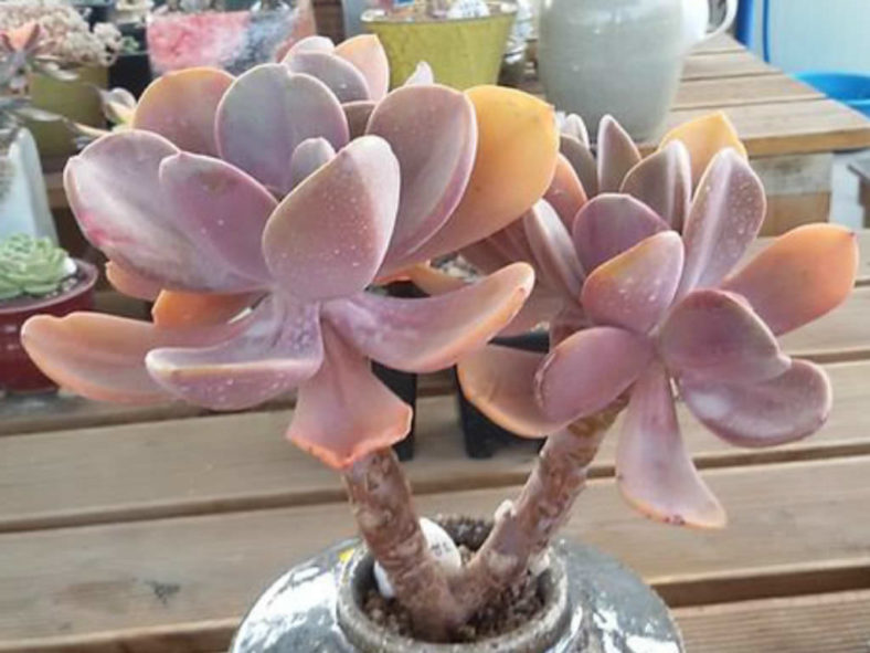 ×Pachyveria 'Myrtilla'