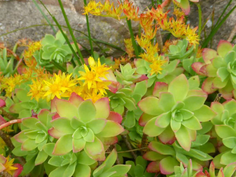 How to Grow and Care for a Palmer's Sedum | World of Succulents