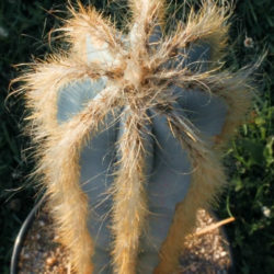 Pilosocereus pachycladus (Blue Columnar Cactus)