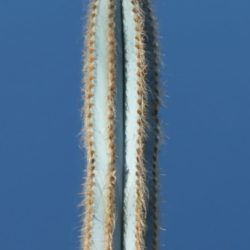 Pilosocereus pachycladus (Blue Columnar Cactus)