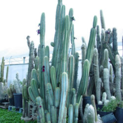 Pilosocereus pachycladus (Blue Columnar Cactus)