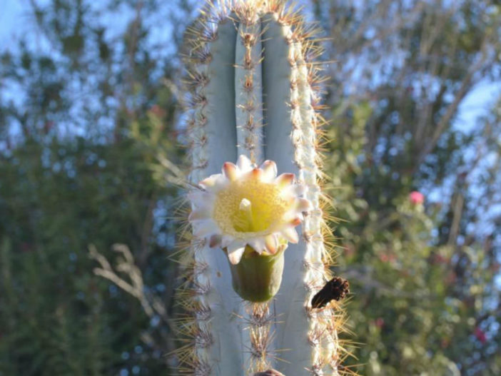 Pilosocereus pachycladus (Blue Columnar Cactus)