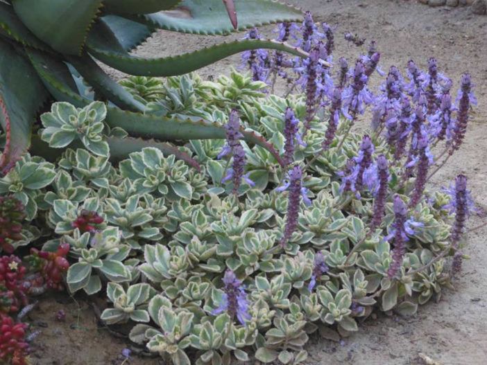 Coleus neochilus 'Mike's Fuzzy Wuzzy' Plectranthus neochilus 'Mike's Fuzzy Wuzzy'