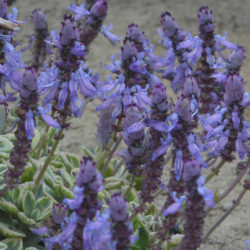Coleus neochilus 'Mike's Fuzzy Wuzzy' Plectranthus neochilus 'Mike's Fuzzy Wuzzy'
