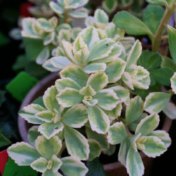 Coleus neochilus 'Mike's Fuzzy Wuzzy' Plectranthus neochilus 'Mike's Fuzzy Wuzzy'