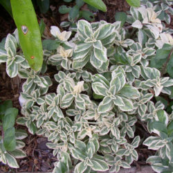 Coleus neochilus 'Mike's Fuzzy Wuzzy' Plectranthus neochilus 'Mike's Fuzzy Wuzzy'