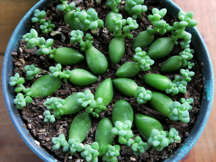 Propagate Sedum