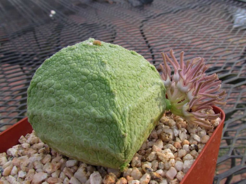 Pseudolithos cubiformis (Cube Pseudolithos)