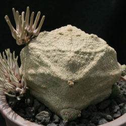Pseudolithos cubiformis (Cube Pseudolithos)