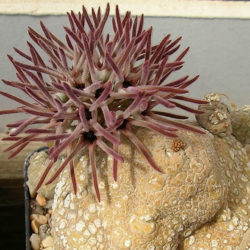 Pseudolithos cubiformis (Cube Pseudolithos)