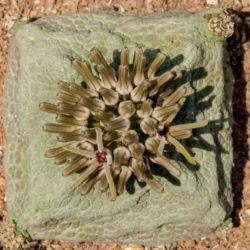 Pseudolithos cubiformis (Cube Pseudolithos)