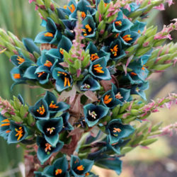 Puya alpestris (Sapphire Tower)