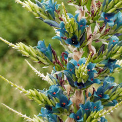Puya alpestris (Sapphire Tower)