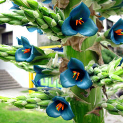 Puya alpestris (Sapphire Tower)