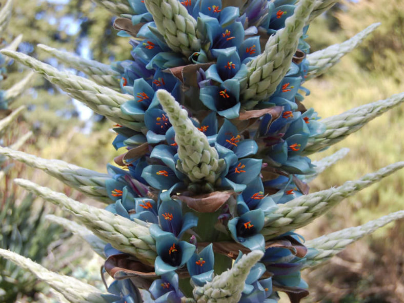 Puya alpestris (Sapphire Tower)