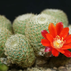 Aylostera heliosa subsp. cajasensis aka Rebutia heliosa var. cajasensis