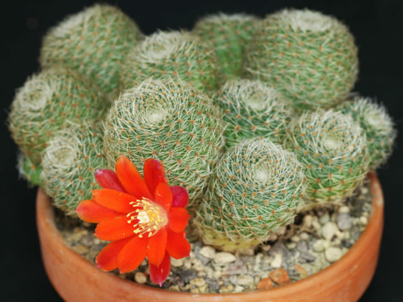 Aylostera heliosa subsp. cajasensis aka Rebutia heliosa var. cajasensis