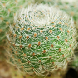 Aylostera heliosa subsp. cajasensis aka Rebutia heliosa var. cajasensis
