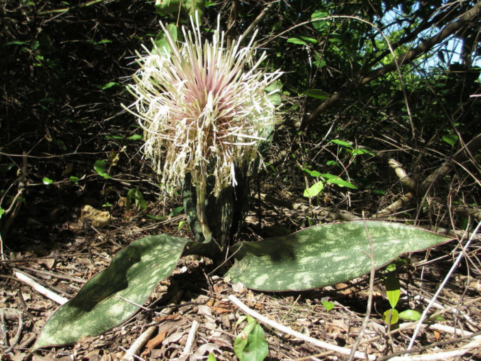 Sansevieria kirkii (Star Sansevieria)