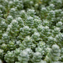 Sedum oaxacanum