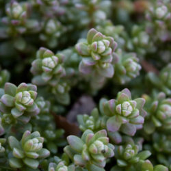 Sedum oaxacanum
