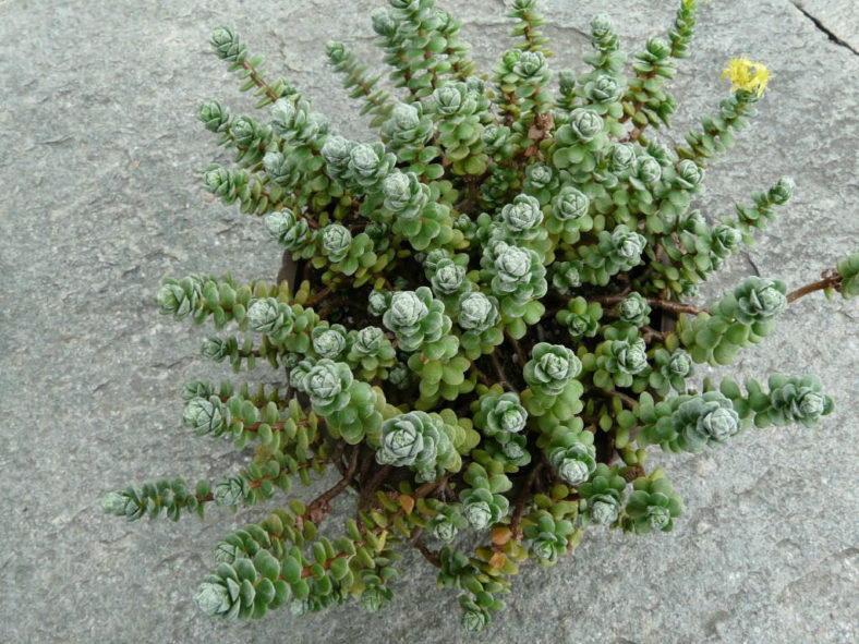 Sedum oaxacanum